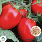 100 Mini Cherry Tomato Plant Seeds (Asia Vegetable) Lycopersicon esculentum Mill.